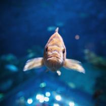 Une plongée dans l'histoire de l'Aquarium du Québec
