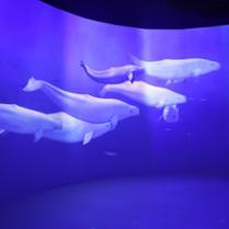 Rendez-vous tout en lumière à l'aquarium du Québec